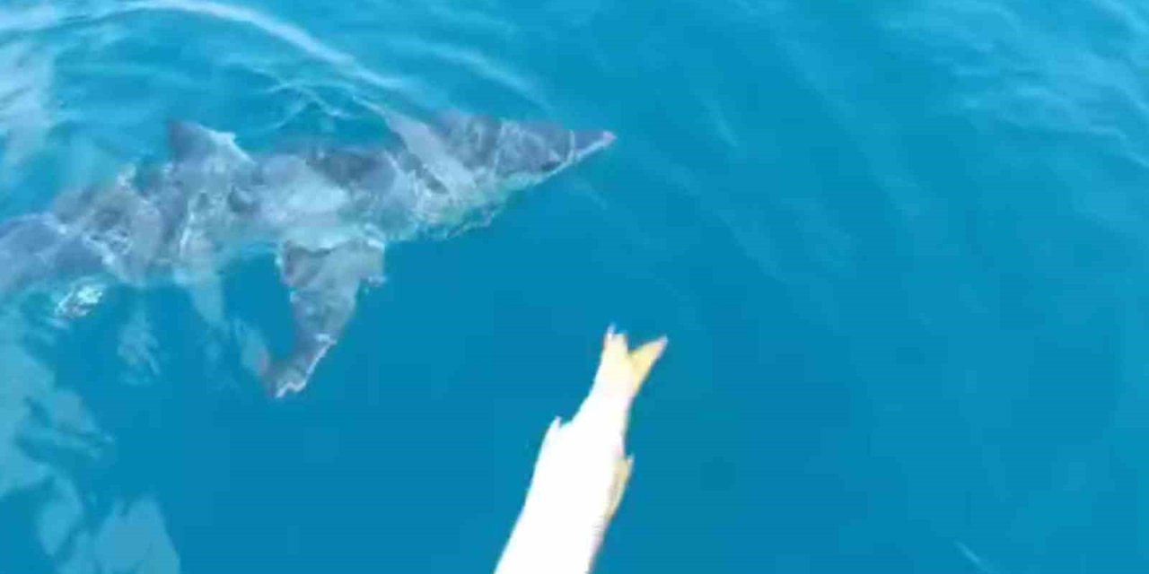 Köpekbalığından Balıkçı Teknesine Taciz Üstüne Taciz