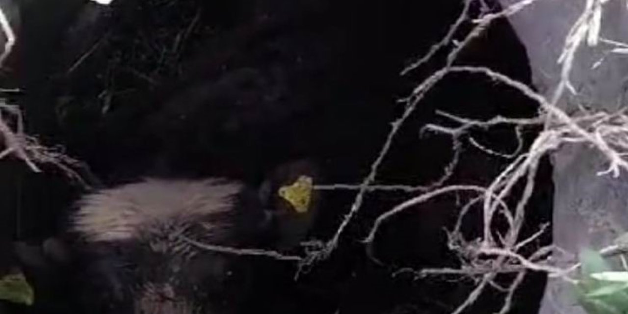 Mantar Toplamaya Giden Vatandaşlar Gördükleri Manzara Karşısında Şok Oldu