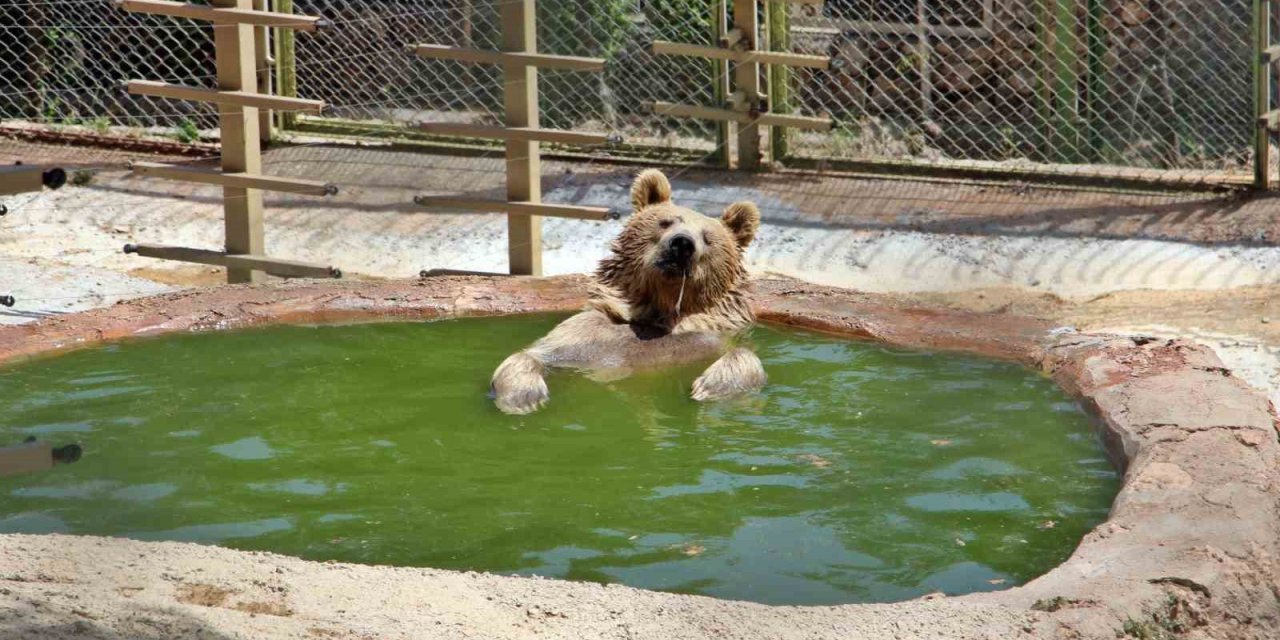 Antalya Doğal Yaşam Parkında Havuz Keyfi