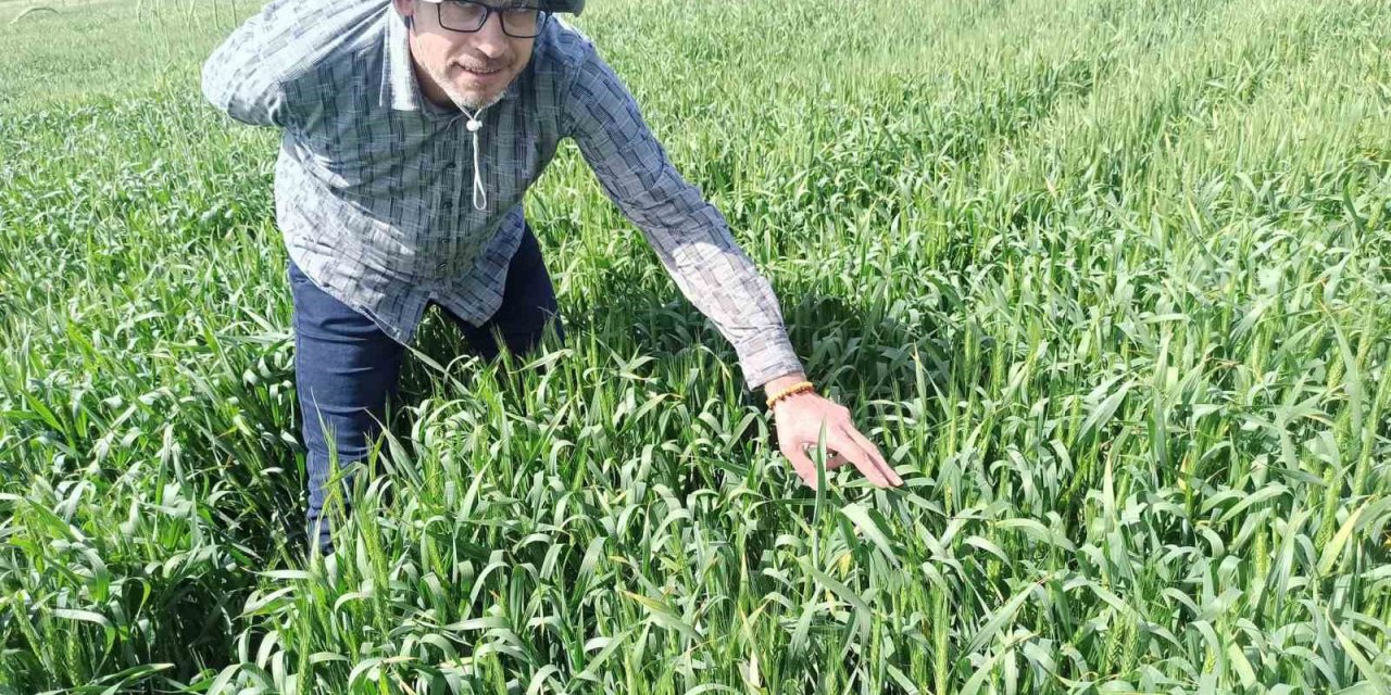 Günyüzü İlçesinde Tarlalarda Süne Kontrolü Yapıldı