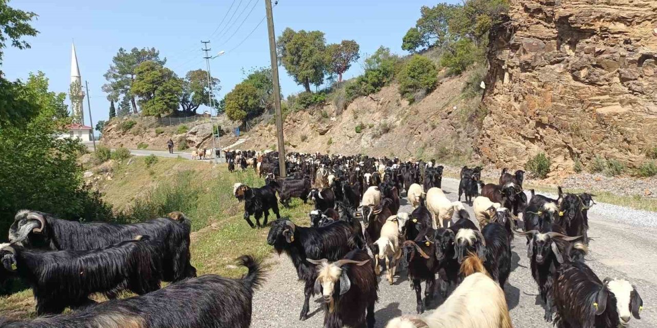 Yörüklerin Yaylalara Göçü Başladı