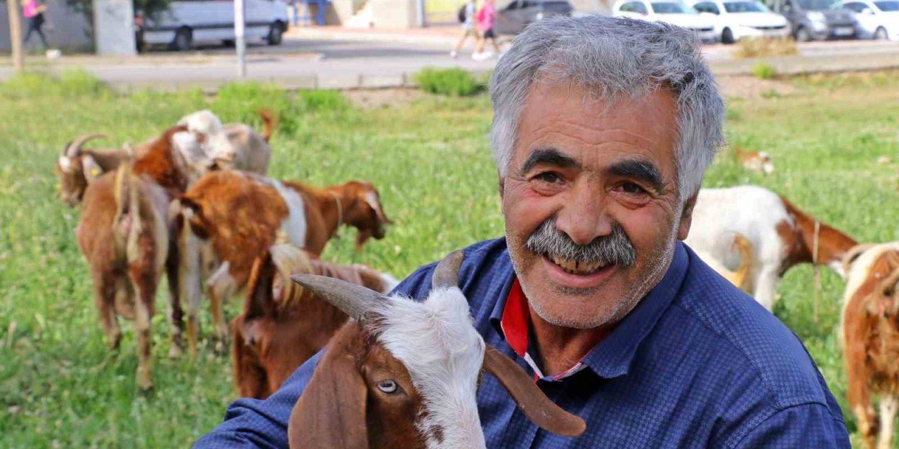 Antalya’nın Lüks Keçileri, Turistleri Ve Vatandaşları Hayran Bırakıyor