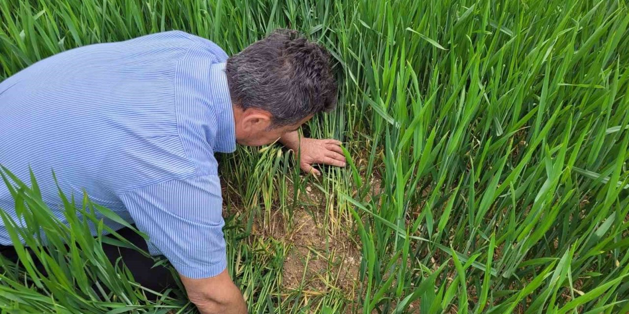 Süne Kıymetlendirme Sürveyi Çalışmaları Başladı
