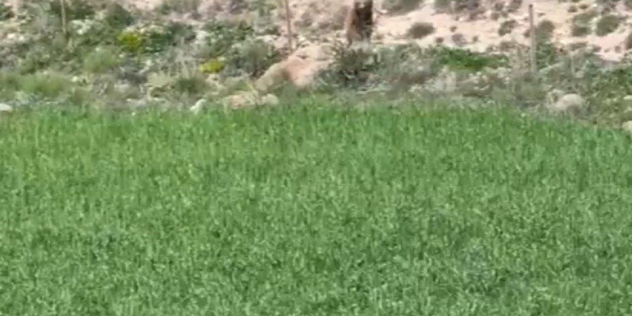 Acıkan Ayı Yaylaya İndi