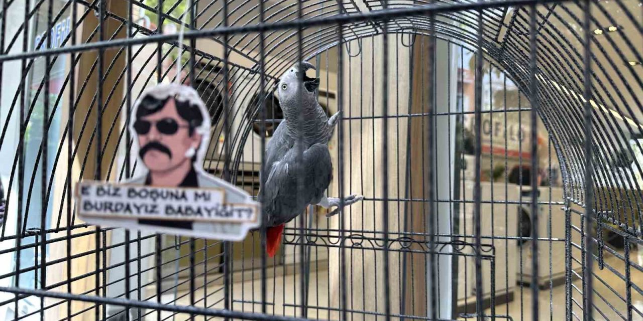 ’pala’ İsimli Papağan Kargalara İmrendi, Türkçeyi Unuttu