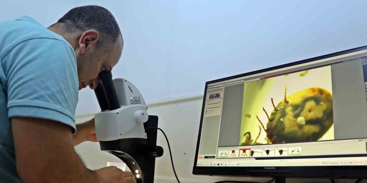 Bir Defada Binlerce Yumurta Bırakıyor, Hayvan Ve İnsanın Kanını Emerken Anestezi Uyguluyor