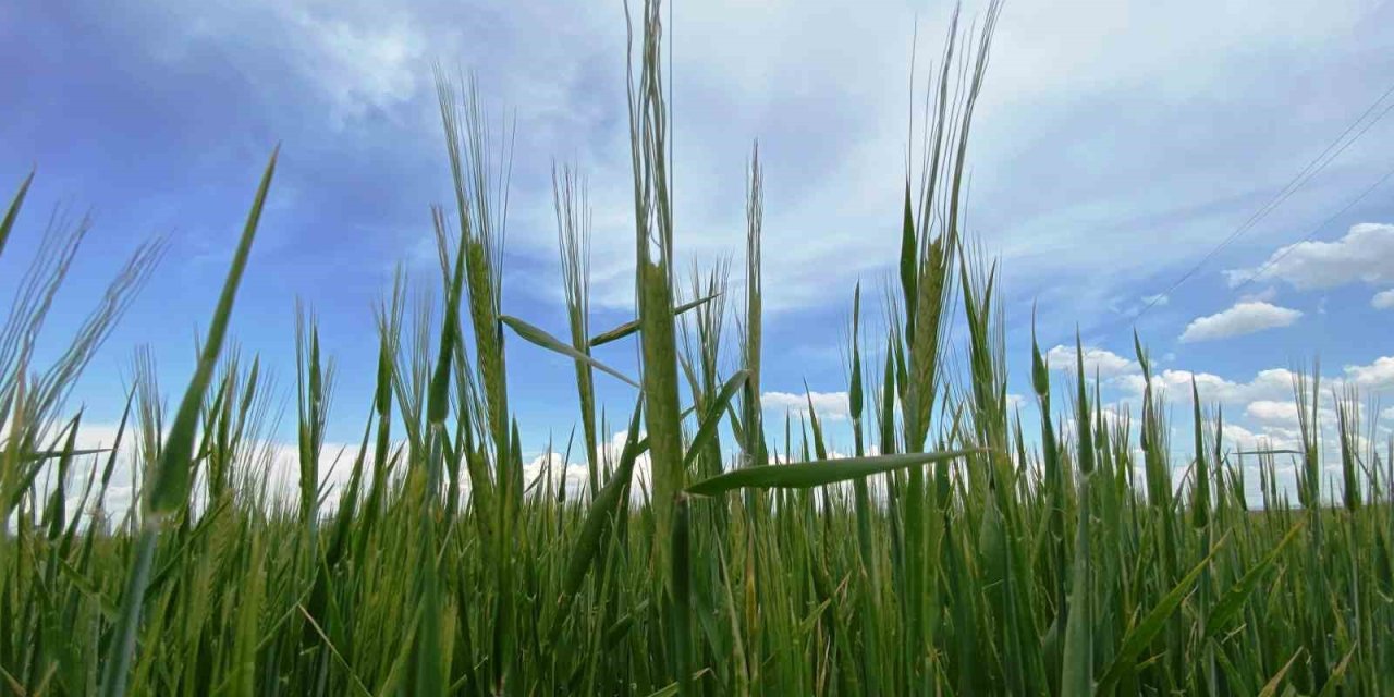 Türkiye’de Tarımsal Kuraklık Riski Kalmadı