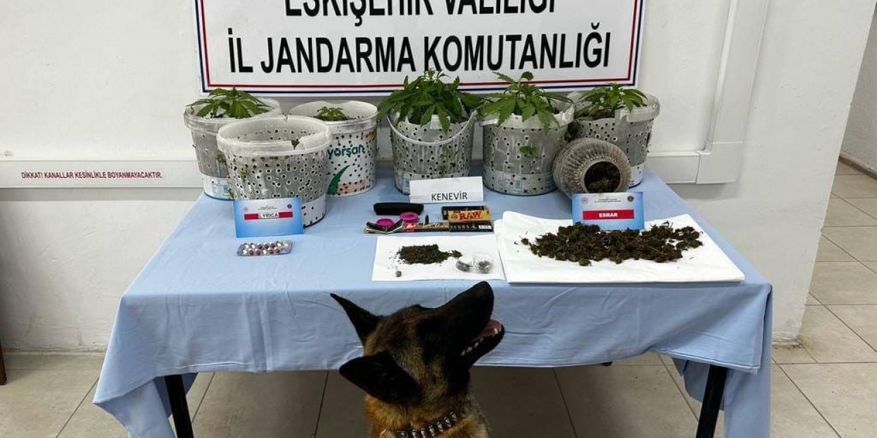 Uyuşturucu Madde Yetiştiren Şahıslar Jandarma Köpeği Akça’dan Kaçamadı