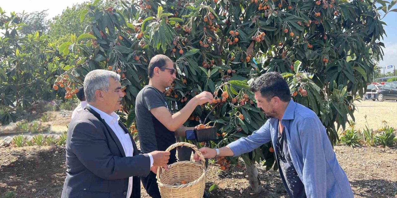 Tarsus’ta 2 Ton Yenidünya Meyvesi Hasadı Gerçekleştirildi