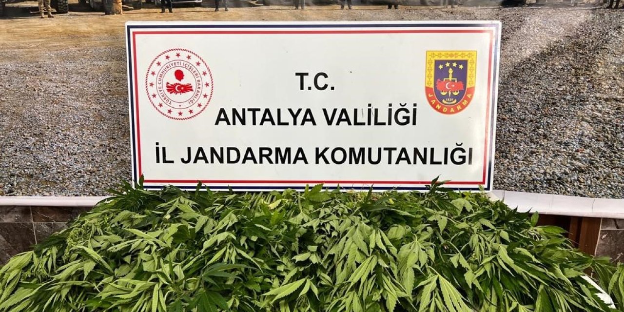 Antalya’da 268 Kök Kenevir Ele Geçirildi