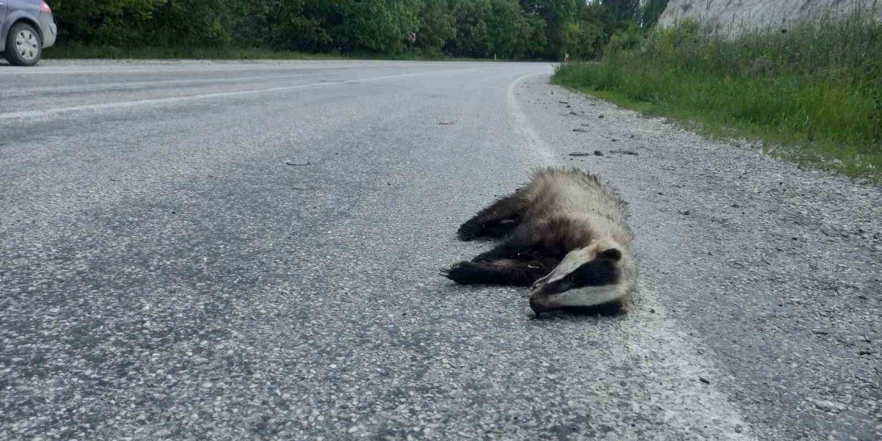 Nesli Tükenen Porsuk Ölü Bulundu