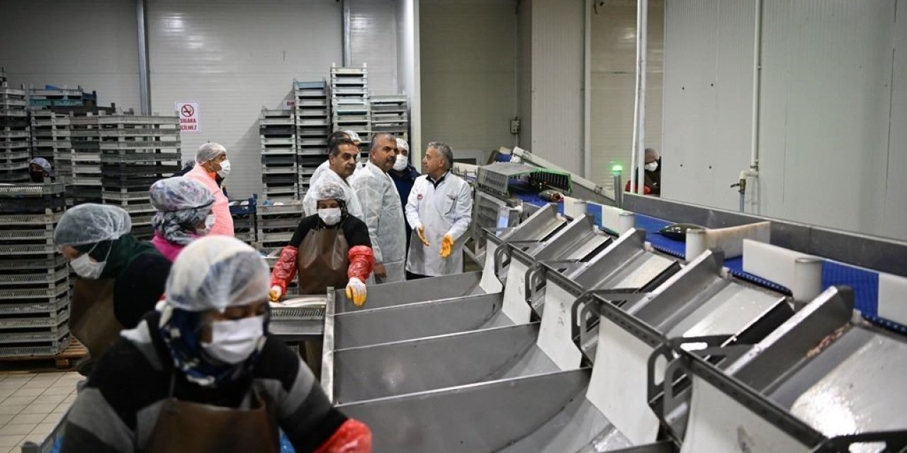 Kayseri’deki Tesiste Günlük 60 Ton Balık İşleniyor