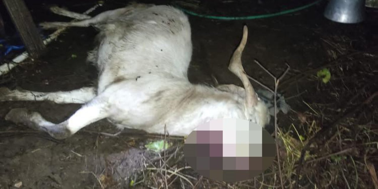 İlçeye İnen Kurt, Küçükbaş Hayvanları Telef Etti