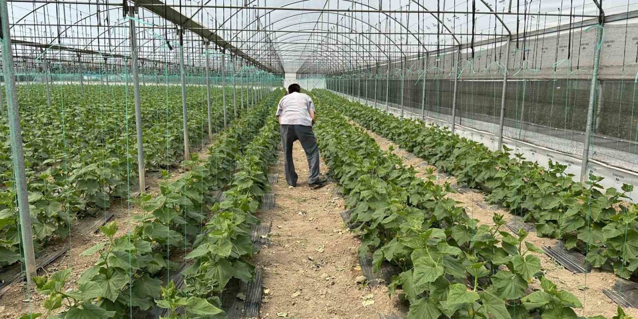 Hava Isındıkça Sebze Fiyatları Düşecek