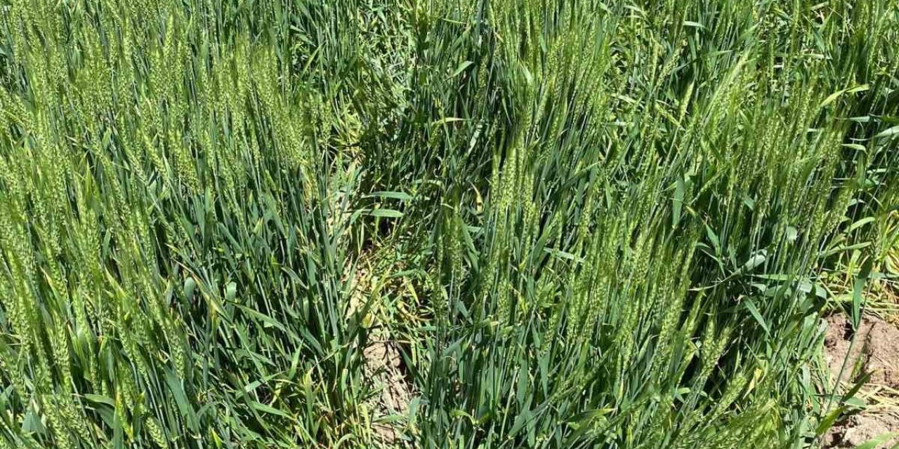 Günyüzü’nde Domuzlar Ekine Zarar Verdi