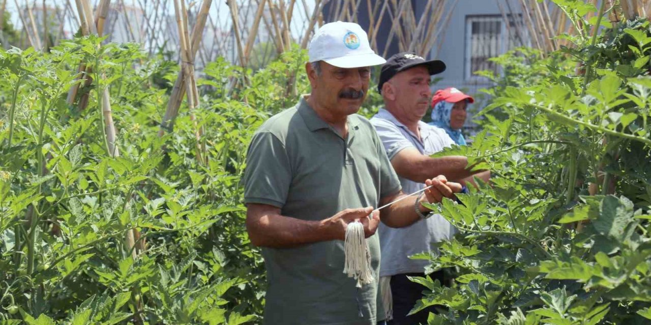 Gönüllü Serasında Yetiştirilen Sebze Ve Meyveler İhtiyaç Sahiplerine Gidiyor