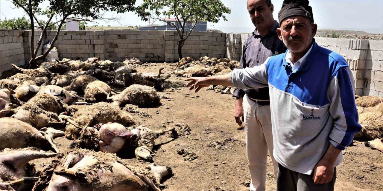 Sabah Uyanan Besici Hayatının Şokunu Yaşadı: Kurtlar 170 Küçükbaş Hayvanı Telef Etti