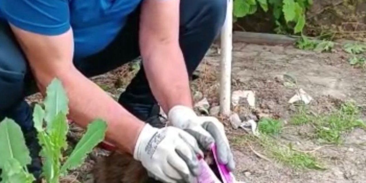 Kafası Konserve Kutusuna Sıkışan Kedi Kurtarıldı