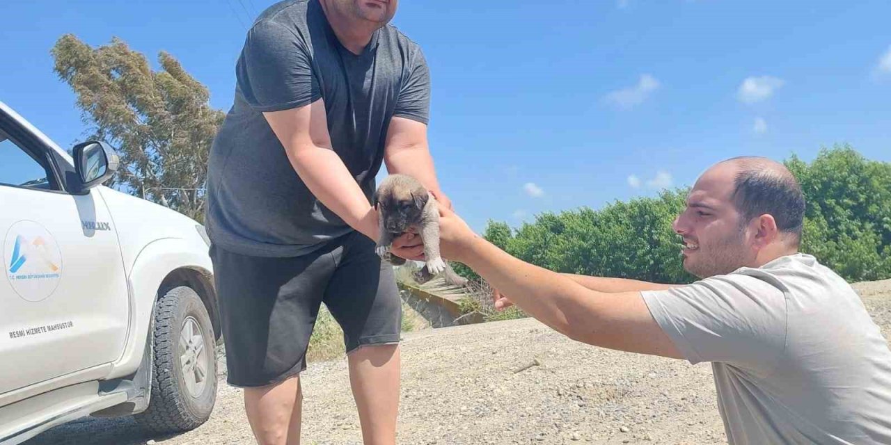 Tarsus’ta Köprü Altındaki Yavru 8 Köpek Kurtarıldı