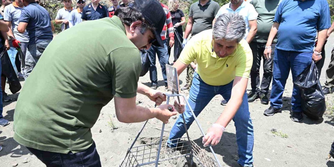 Caretta Carettaların Yuva Çevresine Güvenlik Amacıyla Kafes Yerleştirildi