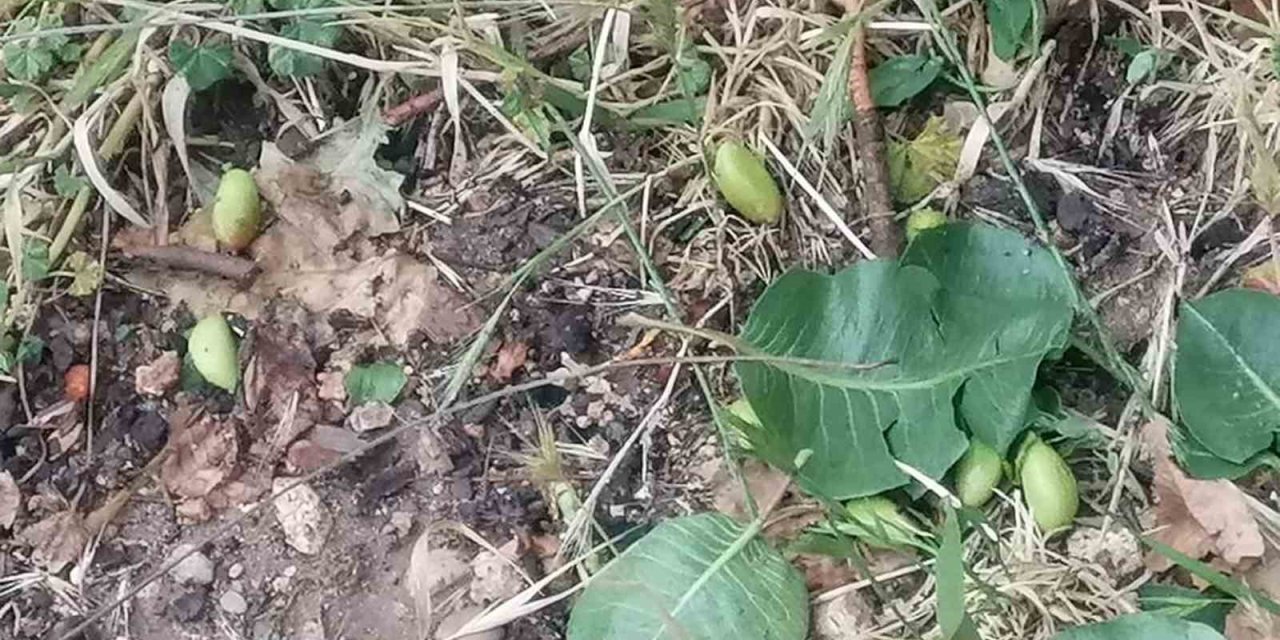 Mersin’de Sağanak Ve Dolu Yağışı Bahçe Ve Yollara Zara Verdi