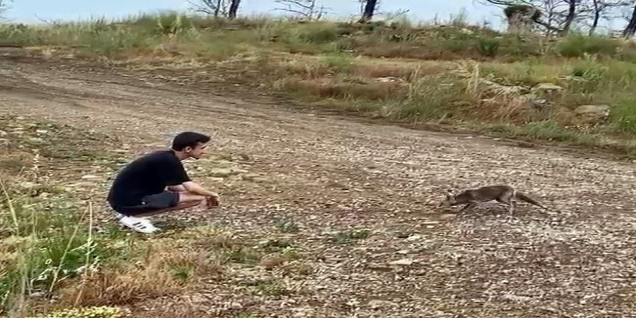 Araçtan Börek Kabının Kapağını Çalıp Kaçan Tilki, Börek Teklifiyle Geri Döndü