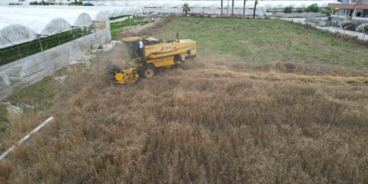 Akdeniz’de 10 Bin Yıllık Ata Tohumu Olan Karakılçık Buğday Hasadı Yapıldı