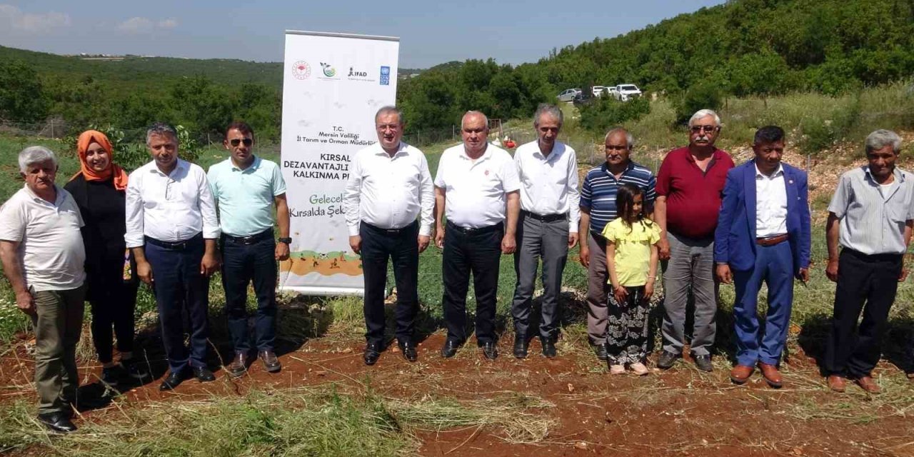 Mersin Erdemli’de 850 Rakıma Modern Ceviz Bahçesi Kuruldu