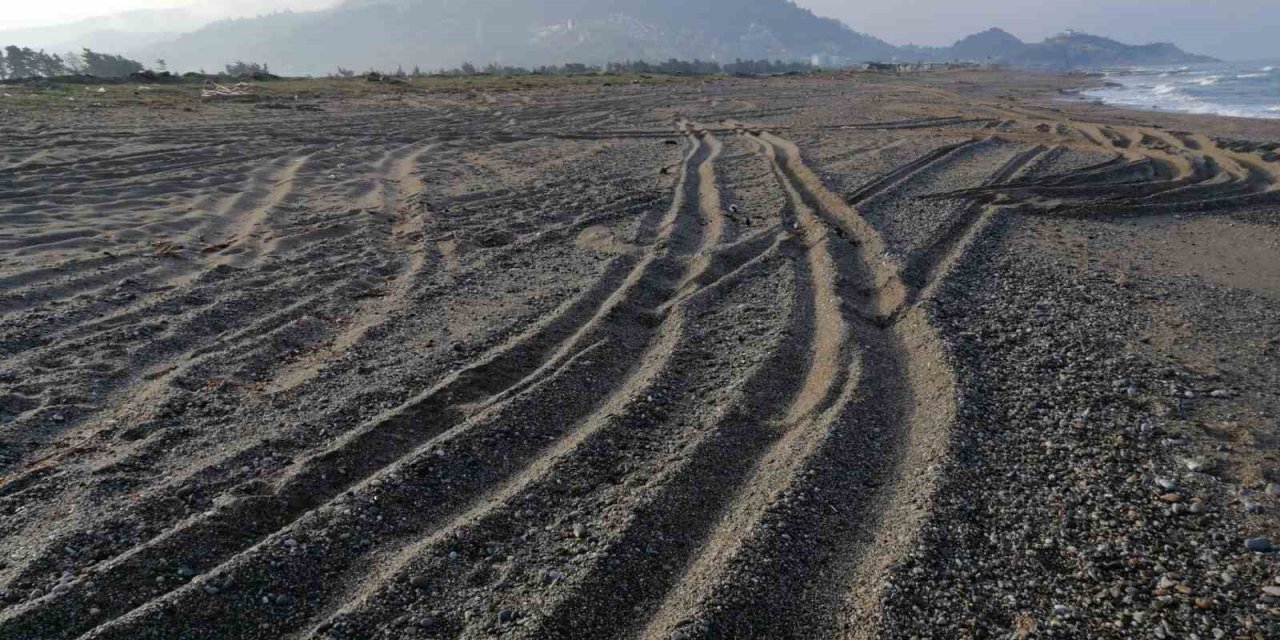 Sahil Magandalarına Caretta Caretta  Ve Kum Zambağı Uyarısı