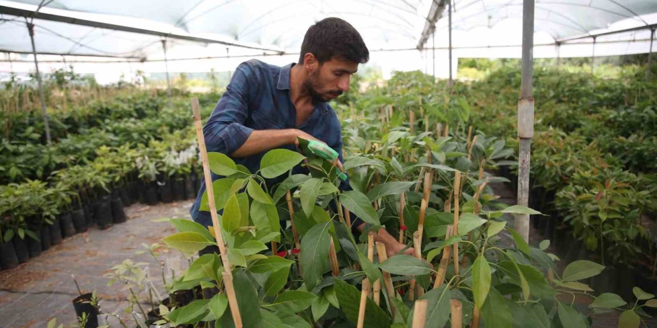 Portakal Ağaçları Arasında Avokado Üretimine Başladı, Şimdi İhracat Aşamasında