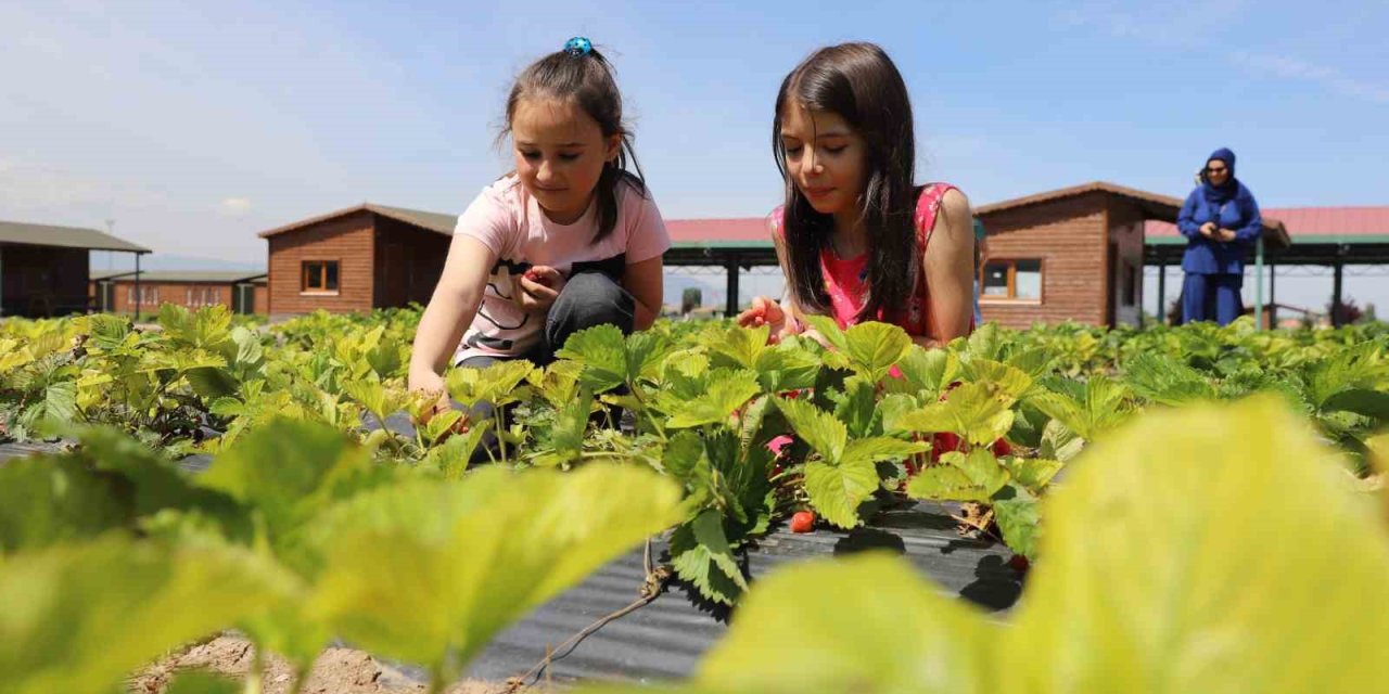 Büyükşehir’in Doğal Ürünler Bahçesi Minkleri Ağırladı