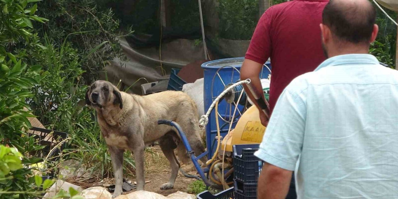 Köpek, Yaşlı Kadını Yaraladı Ekipler Güçlükle Yakaladı