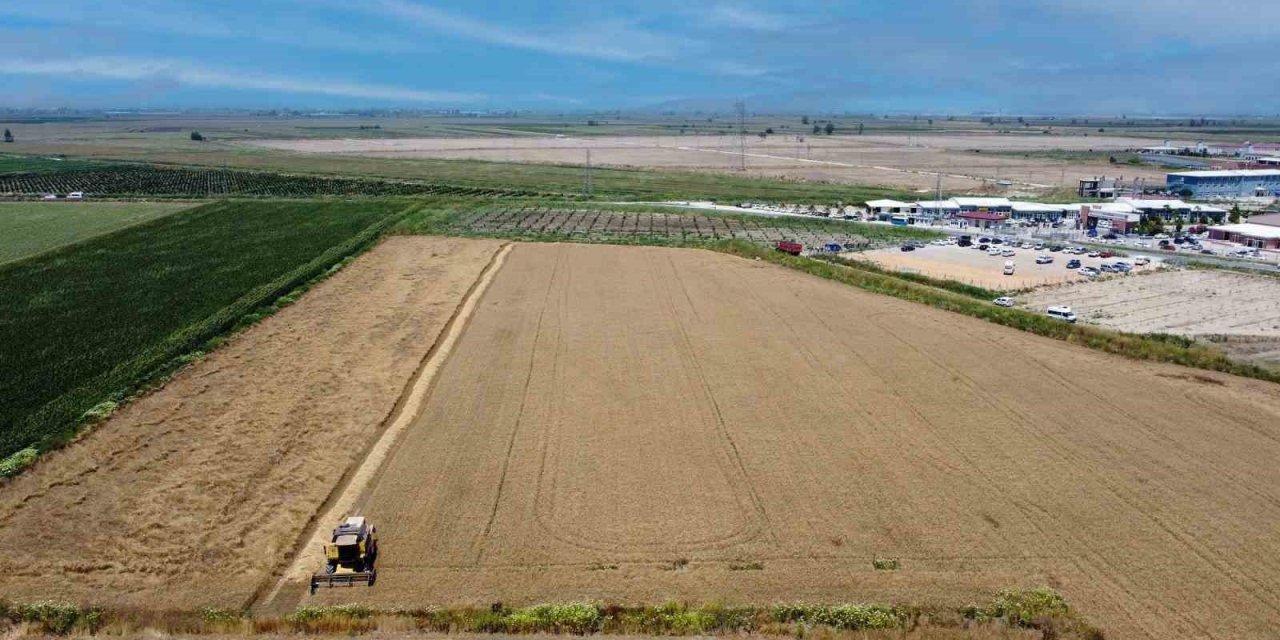 Tarsus’ta Cezaevi Arazilerine Ekilen Buğdayın Hasadı Yapıldı