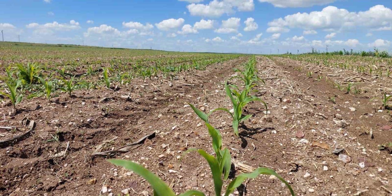 Süt Mısır Ekimi Başladı