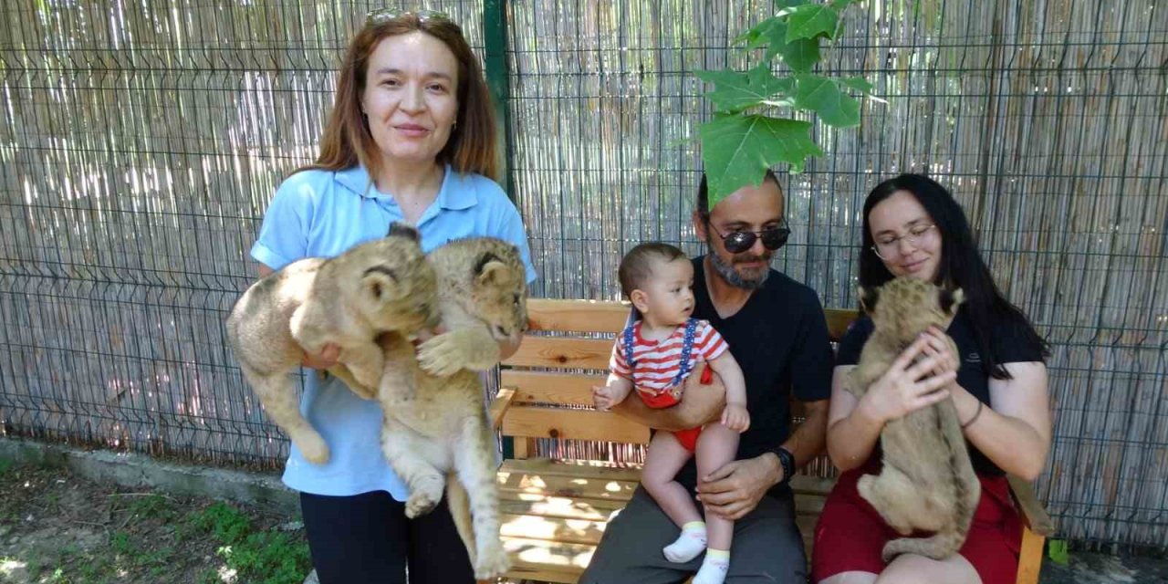 Afrika Aslanı Sultan 6 Yavru Birden Dünyaya Getirdi