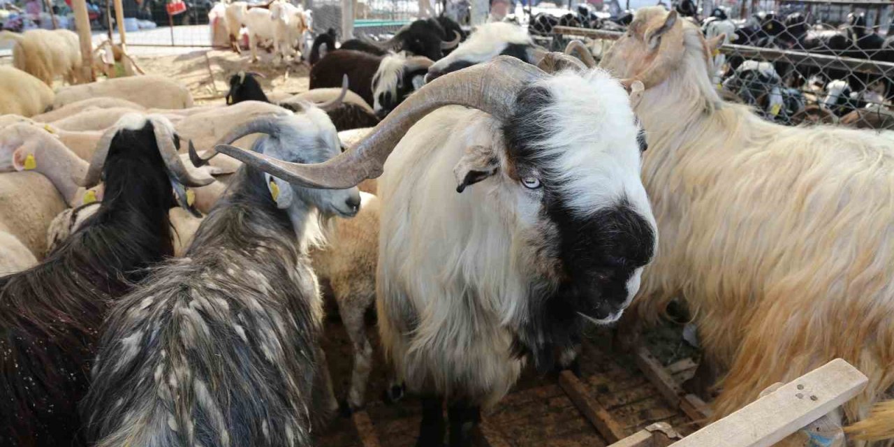 Meram’da Kurbanlık Satışları İçin Yer Tahsis İşlemleri Başlıyor