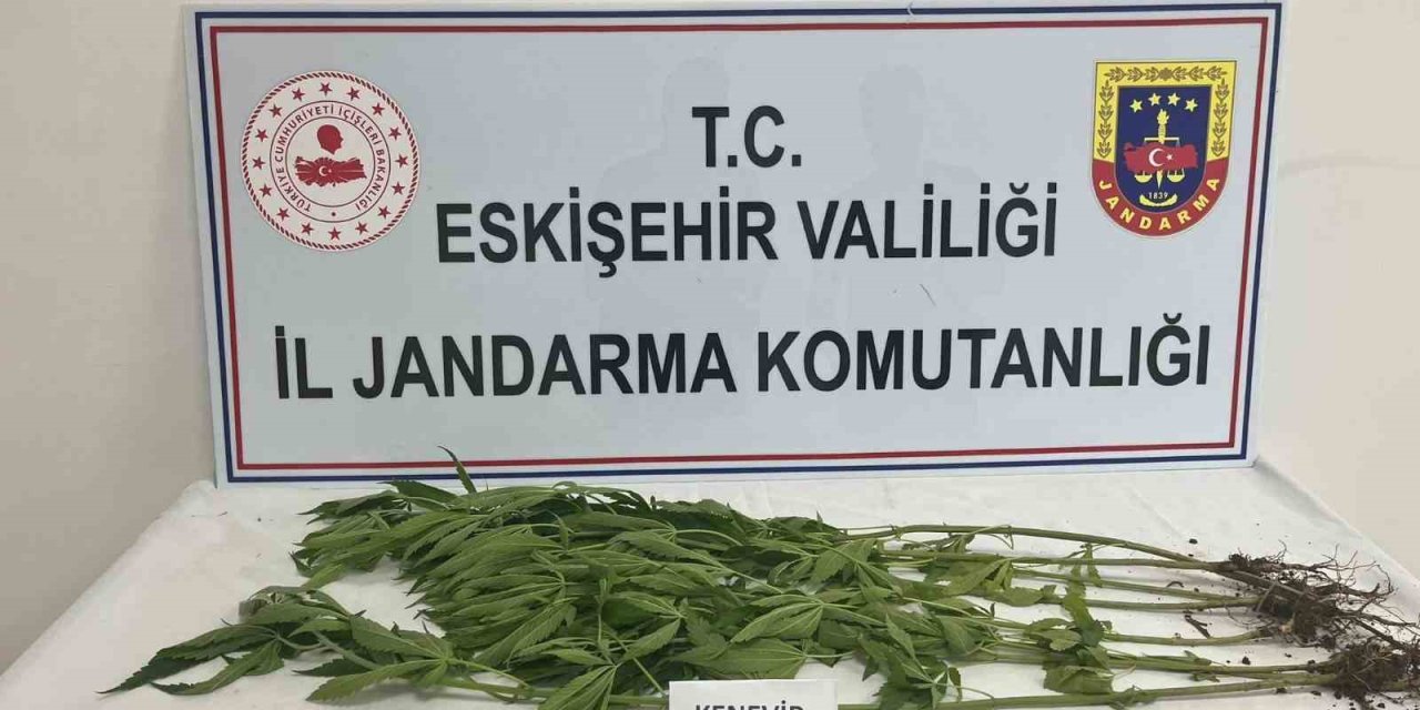 Kenevir Yetiştiren Şahıslara Jandarma Operasyonu