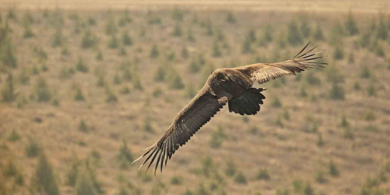 Yunanistan’da Bakılan Kara Akbaba Eskişehir’e Göçtü