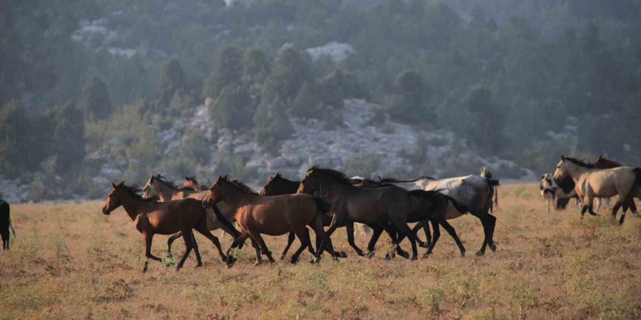 Yılkı Atlarının Toroslar’ın Yeşil Çayırlarında Görsel Şöleni