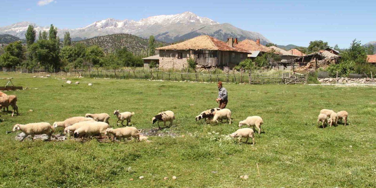 Karadeniz Havasının Yaşandığı Konya’da Besiciler Yağışlardan Memnun