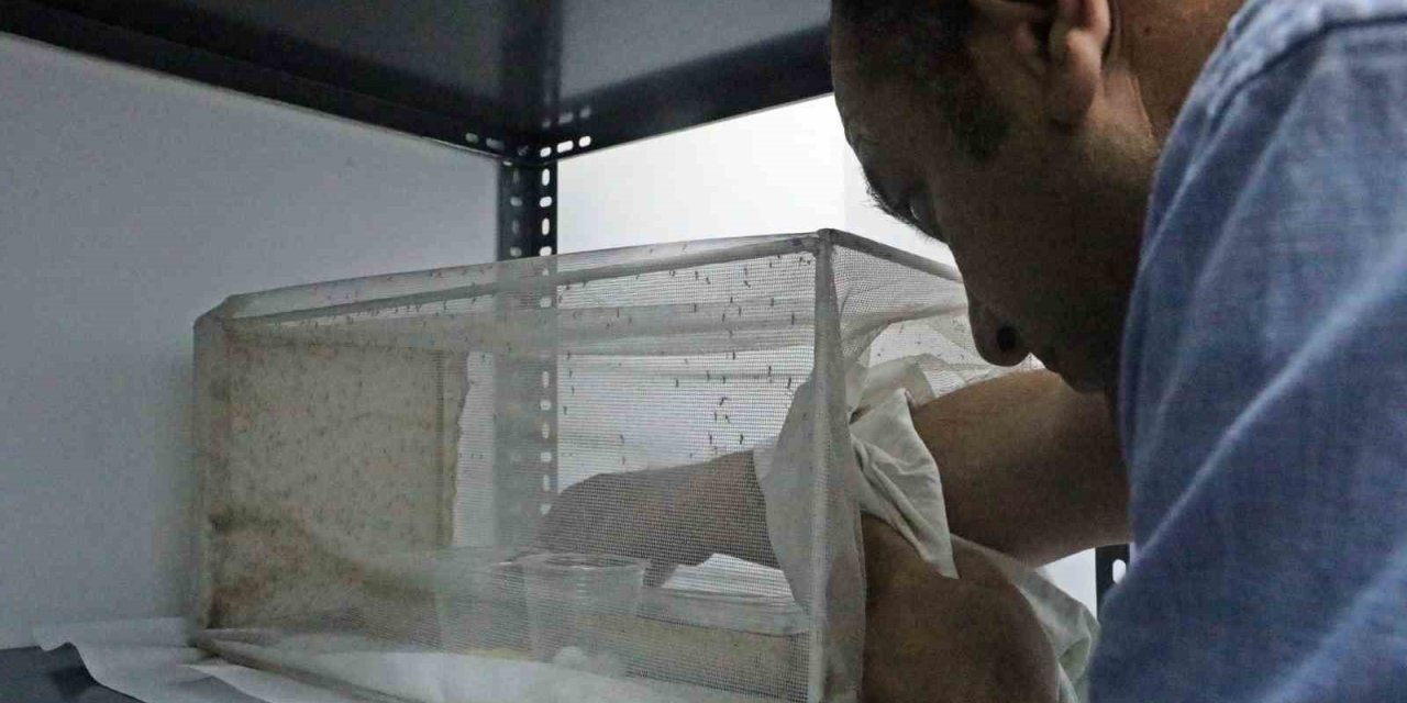 Yaz Yağışları Baskı Altındaki Sivrisinek Türünü Kontrolden Çıkardı