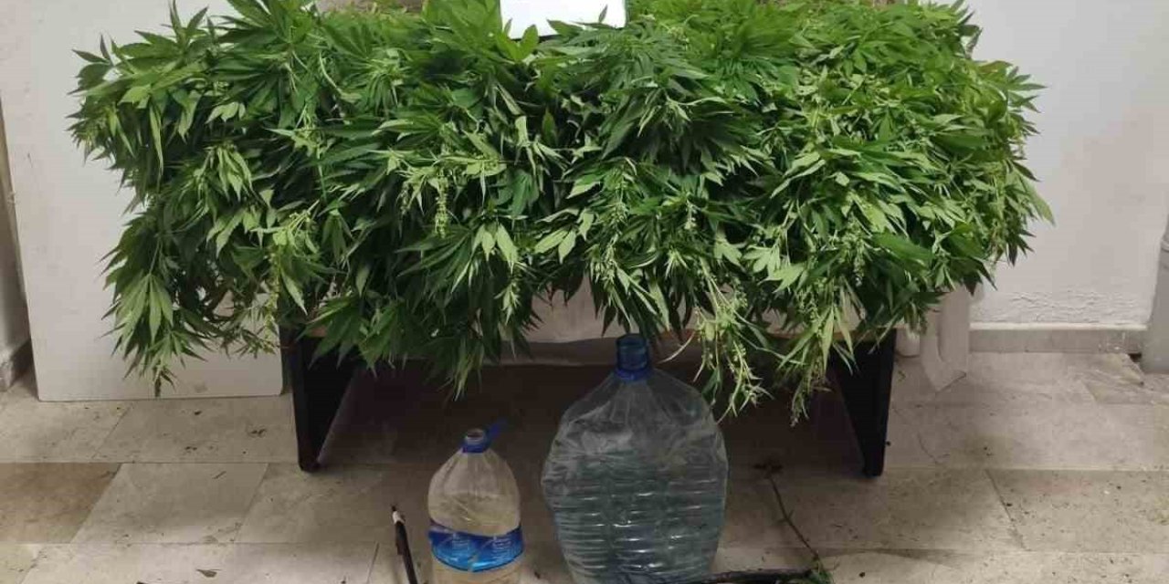 Antalya’da 2 Bin 535 Kök Kenevir Ele Geçirildi