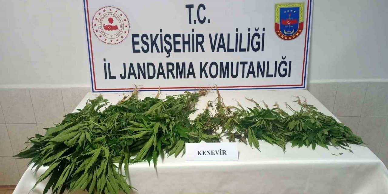 Şüpheli Şahısların Ev Ve Eklentilerinde 38 Kök Kenevir Bitkisi Bulundu