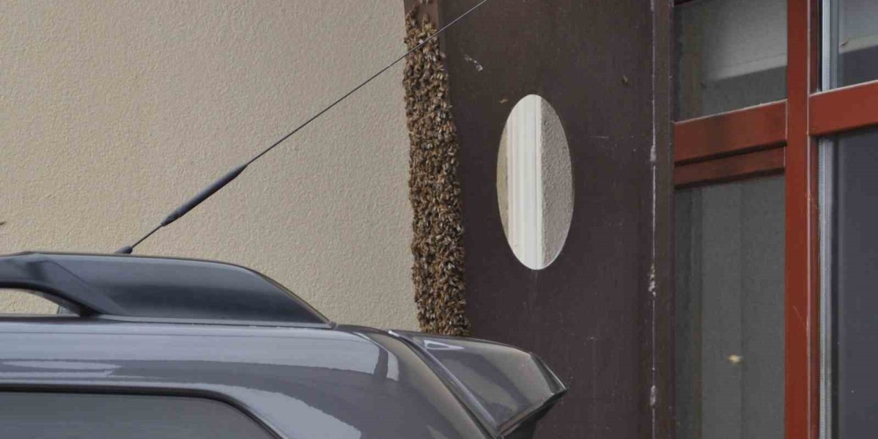 Kaçan Kraliçe Arı Yüzlerce Arıyı Beraberinde Getirdi