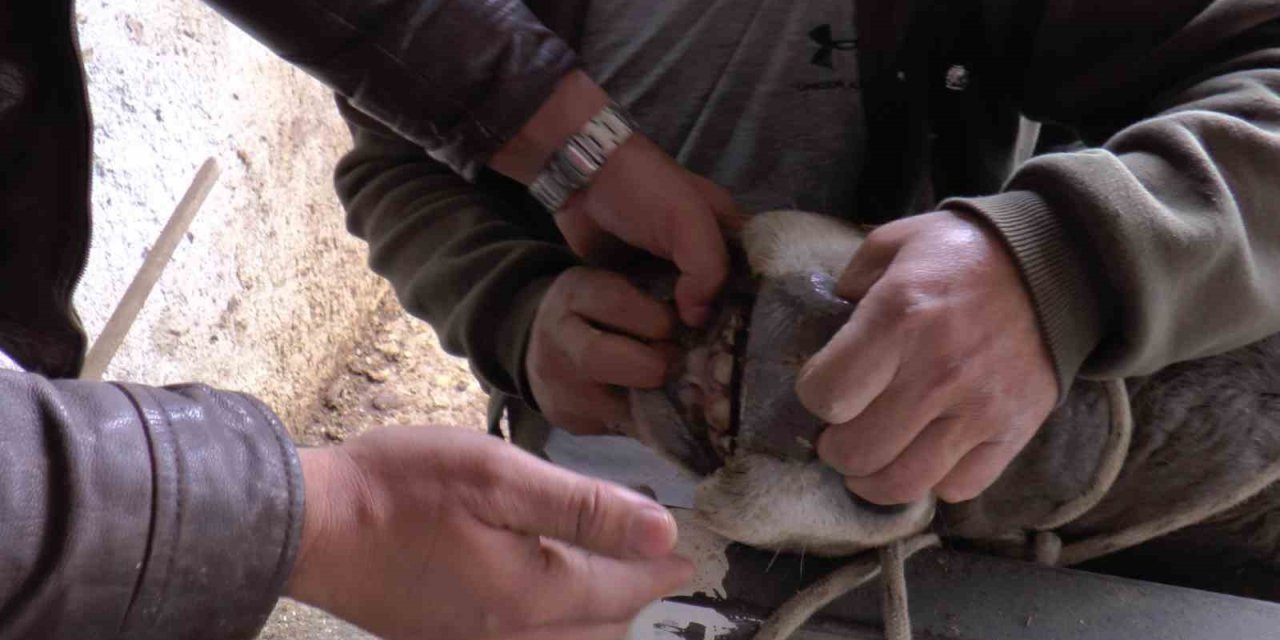 Küpeyi Bırak Dişe Bak