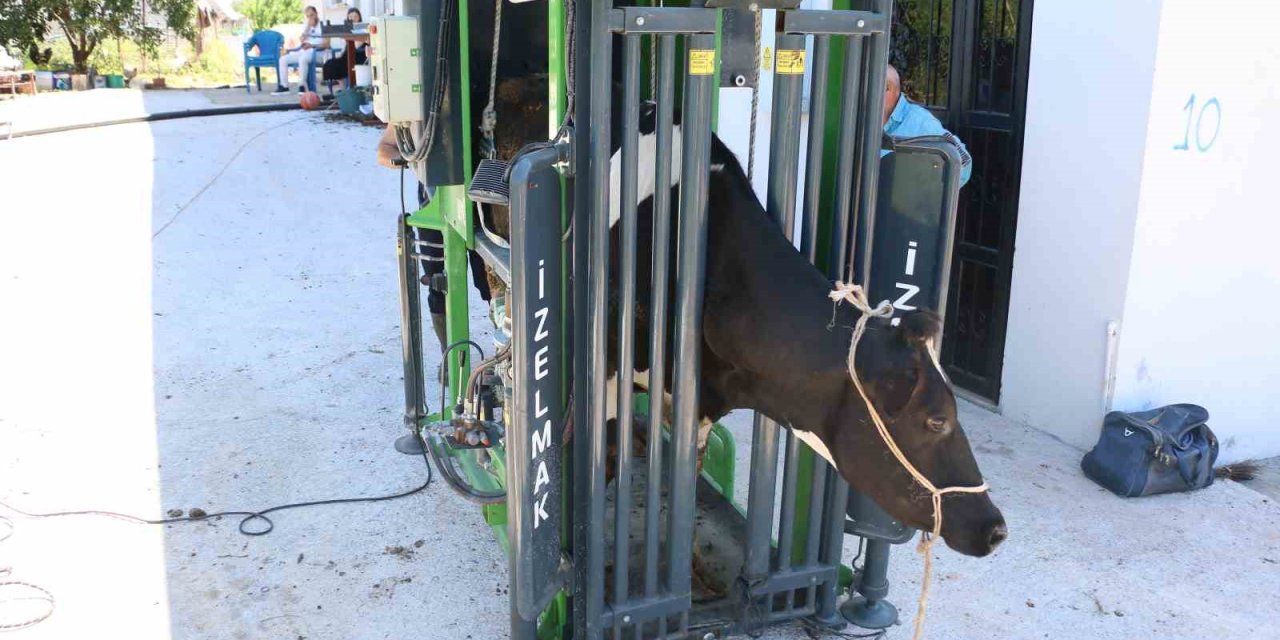 Büyükşehir’in Hayvancılığa Desteği Sürüyor