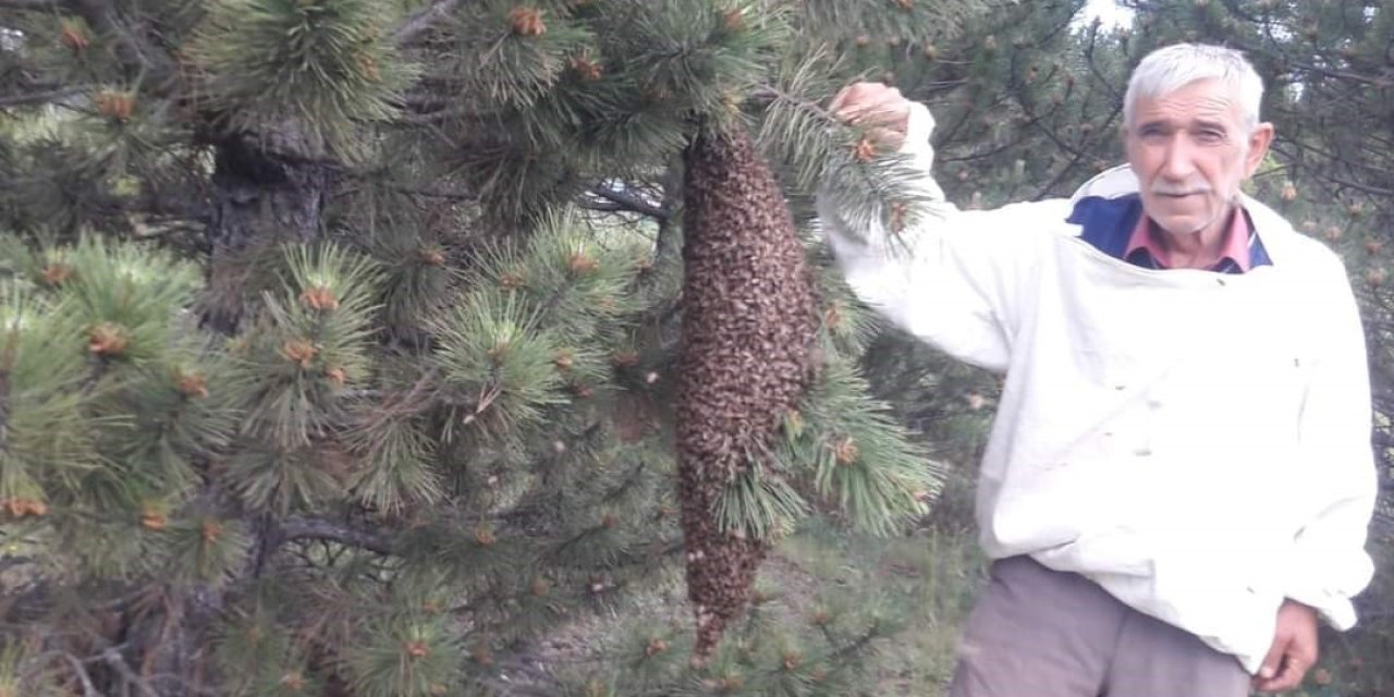 Oğul Veren Arılar Çam Ağacının Üzerinde İlginç Görüntü Oluşturdu