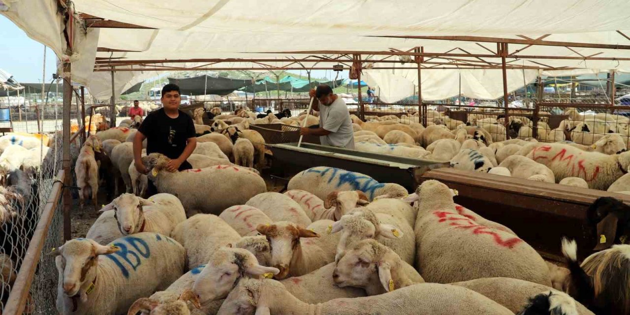 Akdeniz’de Kurban Kesim Ve Satış Yerleri Hazırlanıyor