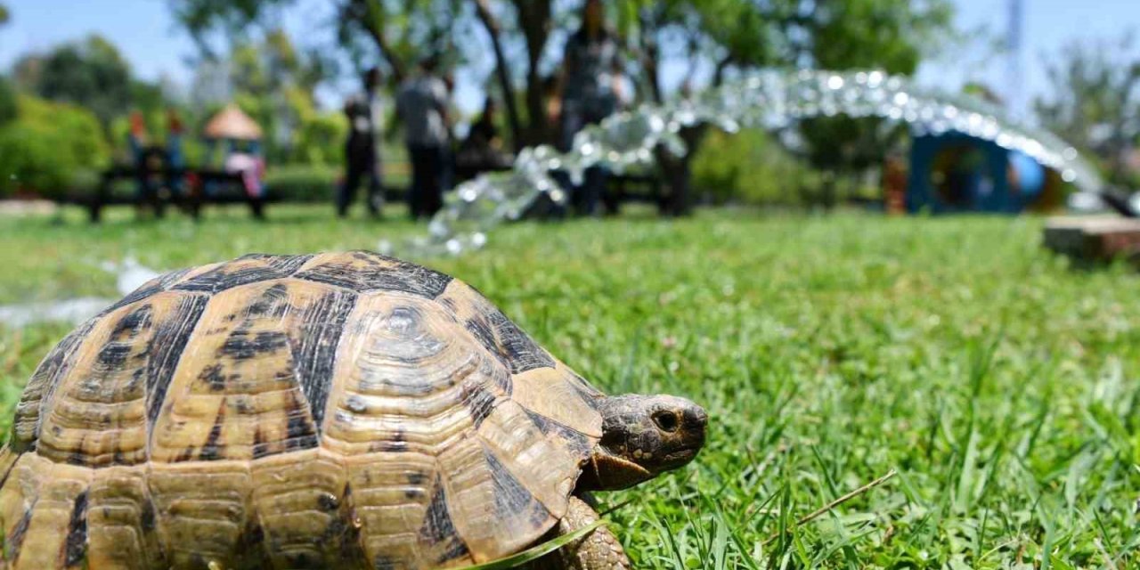 Site Bahçesine Giren Kaplumbağa Ekipleri Alarma Geçirdi
