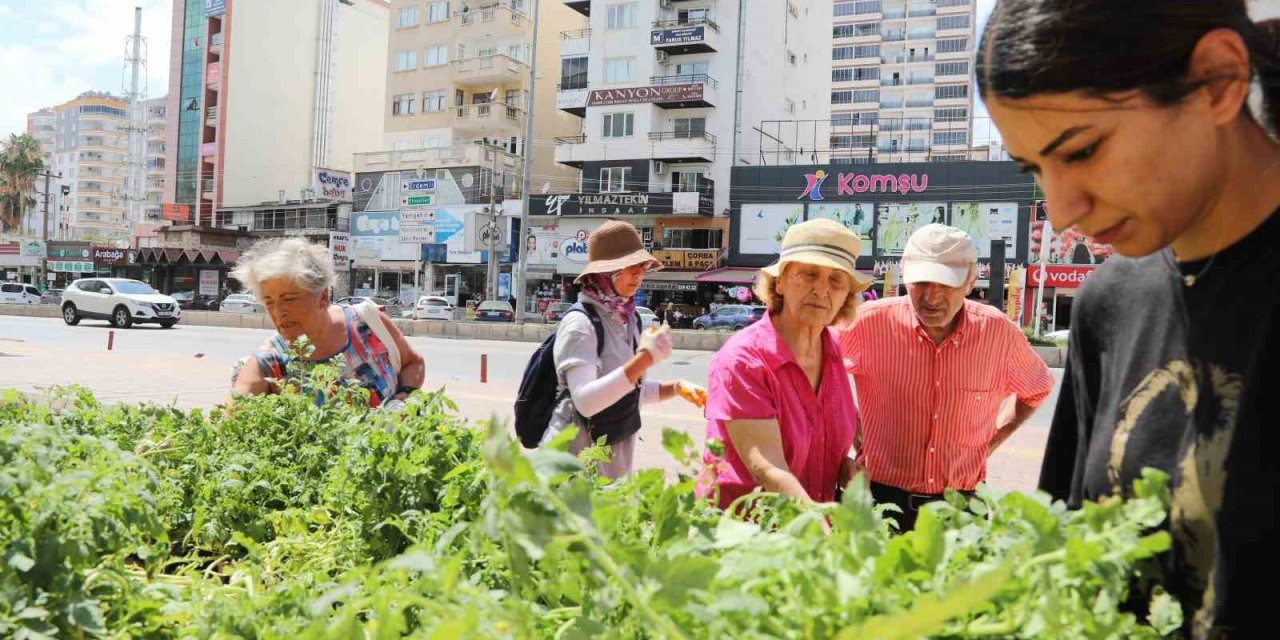 Mezitli Belediyesinden Vatandaşlara Sebze Fidesi